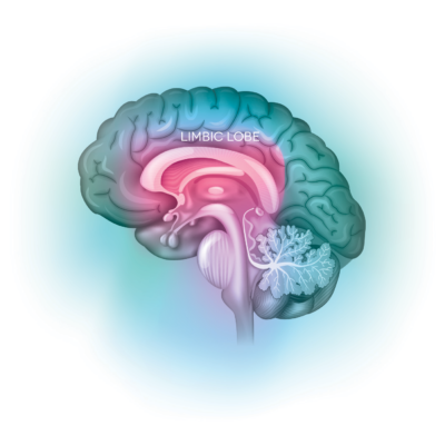 The Mind Body Connect
